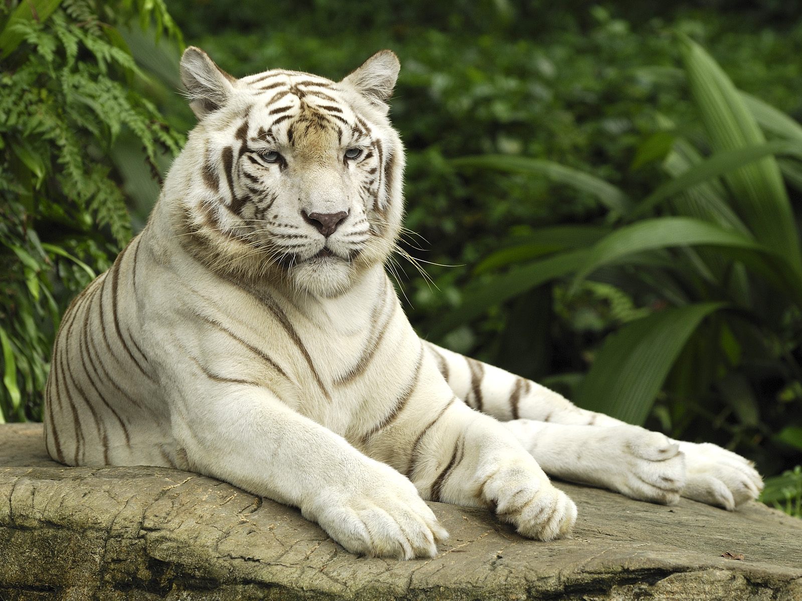 White Tiger, Singapore9417617617